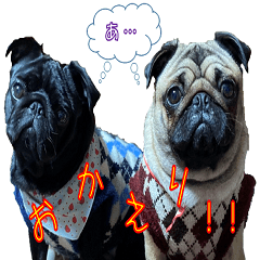 うちの子パグ ～メル＆ルル～
