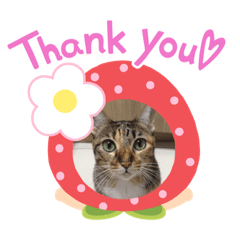 タイ猫　ももちゃん