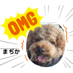 ラブリートイプードル