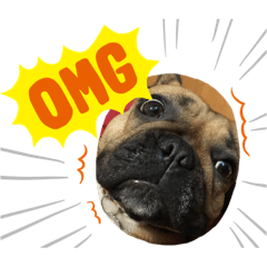 うちの癒しわんころ2