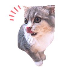 ねこはるすたんぷ