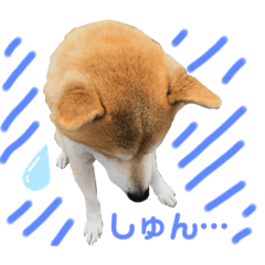 柴犬コロちゃんの日常