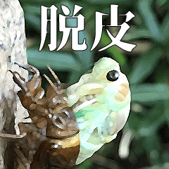セミ脱皮中