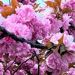 毎日♪flowerスタンプ