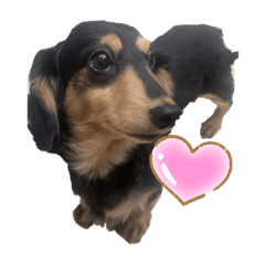 Honey_20201106061811