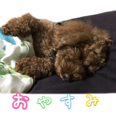 One day in manager Hapio