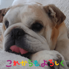 ブルドッグ ひろ