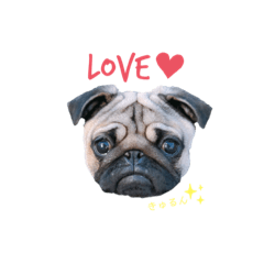 パグのパンちゃん