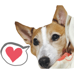 わたなべさん家のジャックくん2