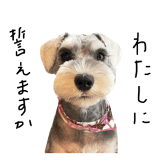 むぎちゃんによる使う相手を選ぶスタンプ