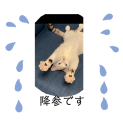 ウッチーにゃんスタンプ