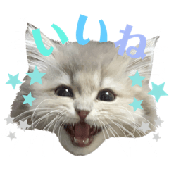 パステルカラーのミヌエットスタンプ