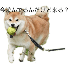 赤柴 晴ちゃんのスタンプ