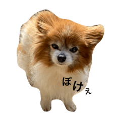 ちょこちゃん-2