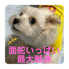 マルチーズ❤️めりるでち❤️20210322