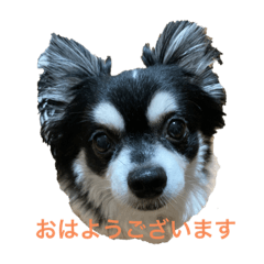 チワワの幸太さん　追加してます