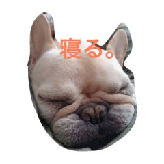 我が家の日常犬