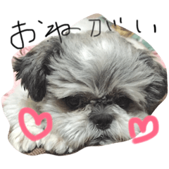 便利なショコラ