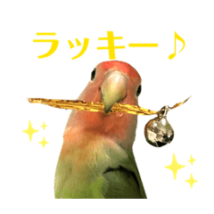 感情丸出しコザクラインコ