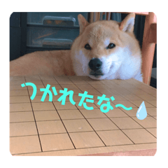 柴犬そらまめ