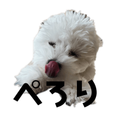 うちのわんこズ