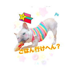 フレンチブルドッグ とんこつ パート2