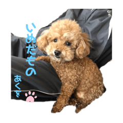 我が家のあくびちゃん