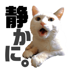 南條家のハクのスタンプ(猫)