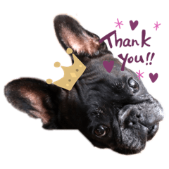 ワタシはフレブル