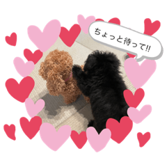 小さな黒トイプードル ♡ＳＨＥＲＡ♡