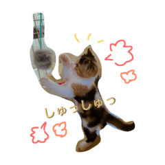 三毛猫れたちぇ