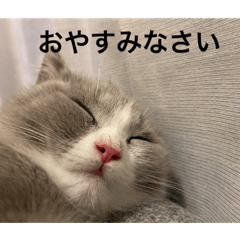 マシューとタビ2