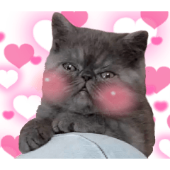 エキゾチックショートヘア女の子ソラちゃん