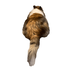 岡本さんちのまーちゃん6