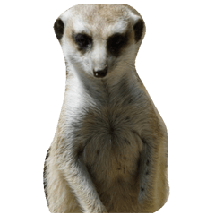 ミーアキャット（写真のみ）