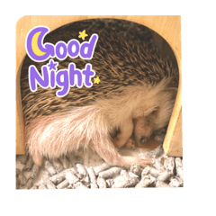 Lovely ハリネズミ