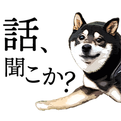 豆柴すみすみ（その1）