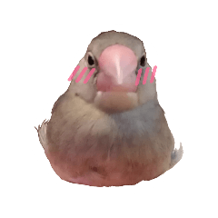 うちの文鳥世界一