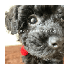 ぼく、オレオだよっ