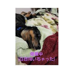 愛犬のそらの一言