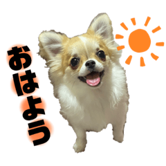 ロングチワワのりんくん