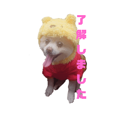 ポメラニアンいちご