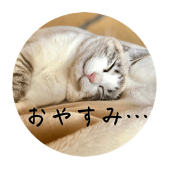 まめねこ暮らし