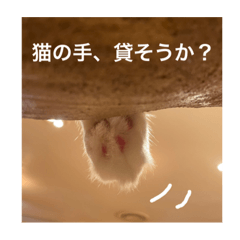 ネコさん皆さん