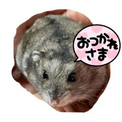 ハムハムきなこ