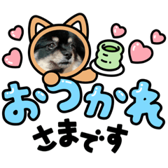 ポメラニアンブラックタン♡Rinsu♡