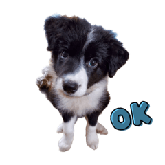 ボーダー☆フラット ミックス