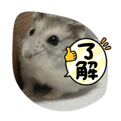 犬ハムスター日常で使えるスタンプ