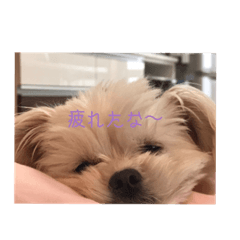 わたちゅん(しゃしん)