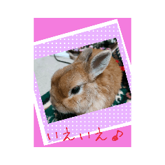 うさぎのエルヴィン9